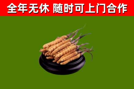 西林回收冬虫夏草